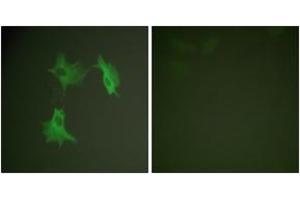 Immunofluorescence analysis of NIH-3T3 cells, using Tubulin alpha Antibody. (alpha Tubulin Antikörper)