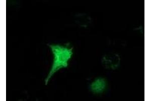 Anti-HAGHL mouse monoclonal antibody (ABIN2454227) immunofluorescent staining of COS7 cells transiently transfected by pCMV6-ENTRY HAGHL (RC200832). (HAGHL Antikörper)