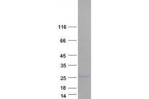 Validation with Western Blot (CHMP5 Protein (Transcript Variant 2) (Myc-DYKDDDDK Tag))