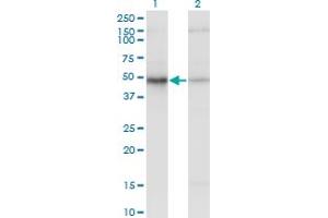 Western Blot analysis of EIF2S2 expression in transfected 293T cell line by EIF2S2 monoclonal antibody (M09), clone 2F3. (EIF2S2 Antikörper  (AA 1-100))