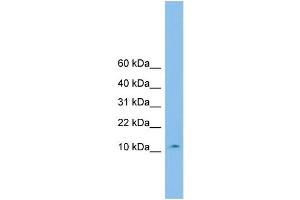 WB Suggested Anti-CHCHD1 Antibody Titration: 0. (CHCHD1 Antikörper  (Middle Region))