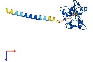 CD94 Protein (AA 1-179) (His tag)