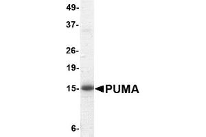 Western Blotting (WB) image for BCL2 Binding Component 3 (BBC3) (AA 76-170) protein (His tag,Strep II tag) (ABIN2468998) (PUMA Protein (AA 76-170) (His tag,Strep II tag))