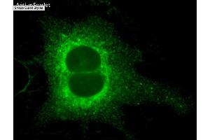 Immunofluorescence (IF) image for anti-mScarlet antibody (ABIN7273089) (mScarlet Antikörper)