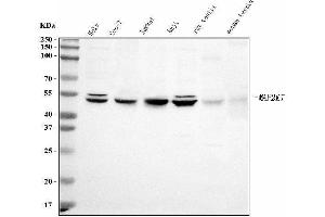 Western blot analysis of MEK7/MAP2K7 using anti-MEK7/MAP2K7 antibody (ABIN3043875). (MAP2K7 Antikörper  (N-Term))