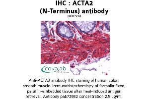 Image no. 2 for anti-Actin, alpha 2, Smooth Muscle, Aorta (ACTA2) (N-Term) antibody (ABIN1731470) (Smooth Muscle Actin Antikörper  (N-Term))