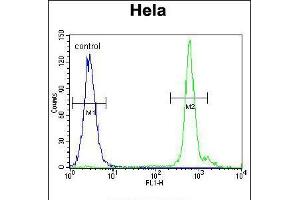 Flow cytometric analysis of Hela cells (right histogram) compared to a negative control cell (left histogram). (EMG1 Antikörper  (AA 104-133))