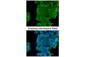 ICC/IF Image Immunofluorescence analysis of paraformaldehyde-fixed mouse ESC D3, using LXN, antibody at 1:200 dilution. (Latexin Antikörper)