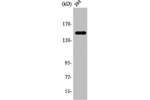 Western Blot analysis of 293 cells using TAB182 Polyclonal Antibody (TNKS1BP1 Antikörper  (C-Term))