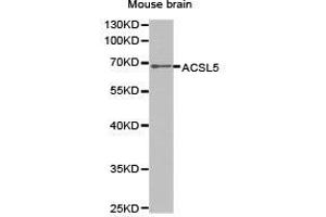Western Blotting (WB) image for anti-Acyl-CoA Synthetase Long-Chain Family Member 5 (ACSL5) antibody (ABIN1870777)