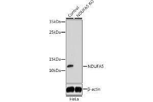 Western blot analysis of extracts from normal (control) and NDUFA5 knockout (KO) HeLa cells using NDUFA5 Polyclonal Antibody at dilution of 1:1000. (NDUFA5 Antikörper)
