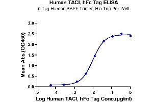 ELISA image for Tumor Necrosis Factor Receptor Superfamily, Member 13B (TNFRSF13B) (AA 2-166) protein (Fc Tag) (ABIN7275684)