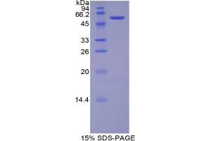 SDS-PAGE analysis of Rabbit TGM1 Protein.