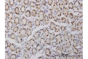 Image no. 1 for anti-GA Binding Protein Transcription Factor, alpha Subunit 60kDa (GABPA) (AA 1-101) antibody (ABIN598705) (GABPA Antikörper  (AA 1-101))