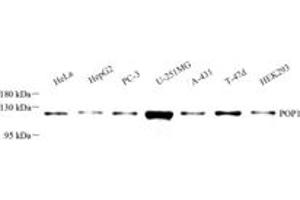 Western blot analysis of POP1 (ABIN7075178),at dilution of 1: 2000 (POP1 Antikörper)