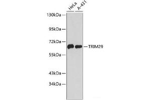 Western blot analysis of extracts of various cell lines using TRIM29 Polyclonal Antibody. (TRIM29 Antikörper)