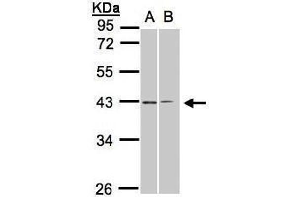 GALR2 Antikörper  (C-Term)
