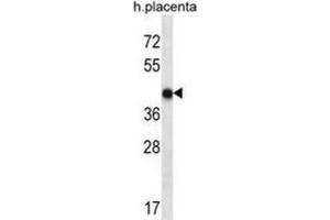 Western Blotting (WB) image for anti-Olfactory Receptor, Family 10, Subfamily V, Member 1 (OR10V1) antibody (ABIN2998186) (OR10V1 Antikörper)