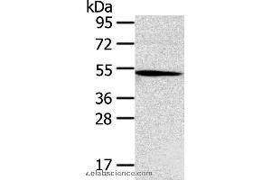 Western blot analysis of Hepg2 cell, using TNFRSF4 Polyclonal Antibody at dilution of 1:250 (TNFRSF4 Antikörper)