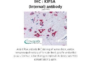 Image no. 1 for anti-Kinesin Family Member 5A (KIF5A) (Internal Region) antibody (ABIN1736222) (KIF5A Antikörper  (Internal Region))