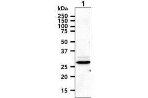 The cell lysate (40ug) were resolved by SDS-PAGE, transferred to PVDF membrane and probed with anti-human HTATIP2 antibody (1:1000). (HIV-1 Tat Interactive Protein 2, 30kDa (HTATIP2) (AA 1-242) Antikörper)