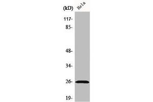 Western Blot analysis of HeLa cells using Ephrin-A5 Polyclonal Antibody (Ephrin A5 Antikörper  (Internal Region))