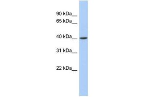 WB Suggested Anti-ACADS Antibody Titration: 0. (ACADS Antikörper  (Middle Region))