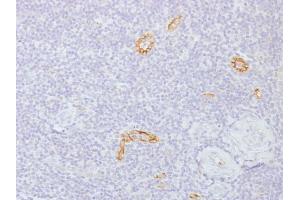 Formalin-fixed, paraffin-embedded human Tonsil stained with Connexin 32 Monoclonal Antibody (GJB1/1753) (GJB1 Antikörper)