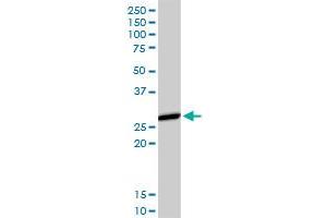 Western Blotting (WB) image for anti-Major Histocompatibility Complex, Class II, DM alpha (HLA-DMA) (AA 1-261) antibody (ABIN516471)