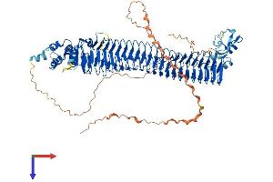 FBXO11 Protein (AA 1-930) (His tag)