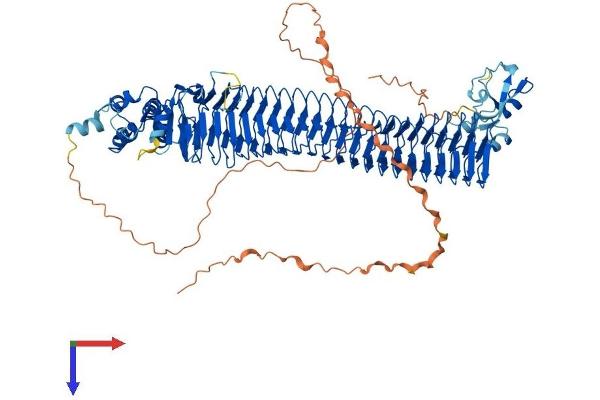 FBXO11 Protein (AA 1-930) (His tag)