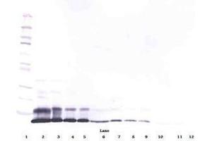 Image no. 3 for anti-RELM alpha antibody (ABIN465191) (RELM alpha Antikörper)