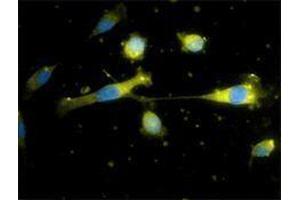 Immunofluorescence (IF) image for anti-CD34 (CD34) antibody (Alexa Fluor 647) (ABIN2657763) (CD34 Antikörper  (Alexa Fluor 647))