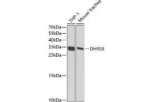 Western blot analysis of extracts of various cell lines, using DHRS9 antibody (ABIN6130324, ABIN6139603, ABIN6139604 and ABIN6221932) at 1:1000 dilution. (DHRS9 Antikörper  (AA 18-319))