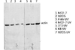 Western Blot (WB) analysis of specific lysis using Actin Polyclonal Antibody. (Actin Antikörper  (C-Term))