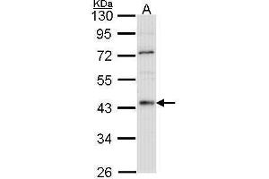WB Image Sample (30 ug of whole cell lysate) A: Hep G2 , 10% SDS PAGE HNF-4 alpha antibody antibody diluted at 1:1000 (HNF4A Antikörper  (N-Term))