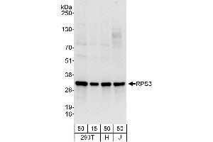 Western Blotting (WB) image for anti-Ribosomal Protein S3 (RPS3) (AA 193-243) antibody (ABIN7454971)