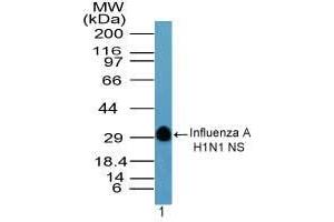 Image no. 1 for anti-Hemagglutinin antibody (Influenza A Virus H1N1 (A/Swine/Iowa/15/1930 H1N1)) (AA 205-220) (ABIN960232) (Hemagglutinin Antikörper  (AA 205-220))