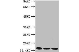 Western blot analysis of 1) Hela, 2) Raw264. (Di-Methyl-Histone H3(K36) (H3K36me2) Antikörper)