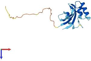 PIN4 Protein (AA 1-131) (His tag)