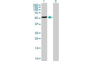 Western Blot analysis of GSDMD expression in transfected 293T cell line by GSDMD MaxPab polyclonal antibody.