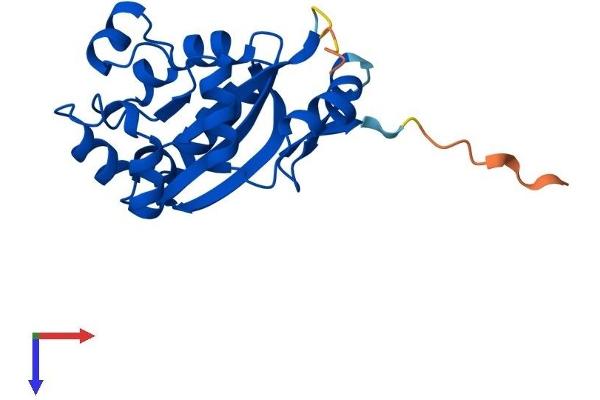 NME6 Protein (AA 1-189) (His tag)