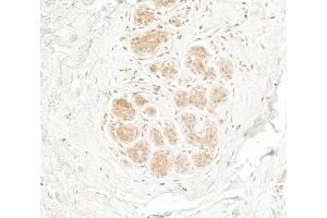 Immunohistochemistry (IHC) image for anti-Retinoic Acid Induced 1 (RAI1) (AA 25-75) antibody (ABIN7454821)