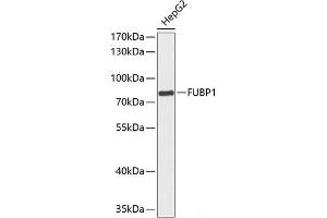 Western blot analysis of extracts of HepG2 cells using FUBP1 Polyclonal Antibody at dilution of 1:1000. (FUBP1 Antikörper)