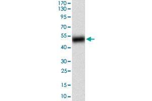 Western blot analysis of human BACE1 (AA: 112-324) recombinant protein (Expected MW is 49. (BACE1 Antikörper  (AA 112-324))