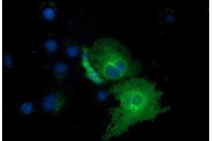 Immunofluorescence (IF) image for anti-Exonuclease 3'-5' Domain Containing 1 (EXD1) antibody (ABIN1498134) (EXD1 Antikörper)