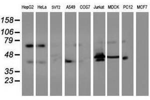 Image no. 2 for anti-Integrin alpha FG-GAP Repeat Containing 2 (ITFG2) antibody (ABIN1498911) (ITFG2 Antikörper)