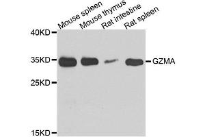 Western blot analysis of extracts of various cell lines, using GZMA antibody. (GZMA Antikörper  (AA 29-262))