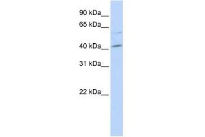WB Suggested Anti-MAF Antibody Titration:  0. (MAF Antikörper  (Middle Region))