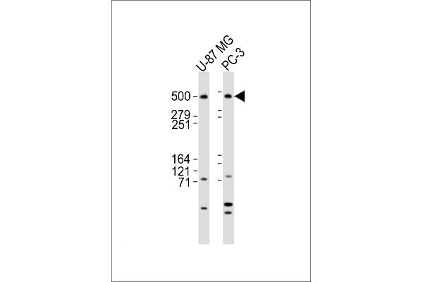 DYNC1H1 抗体  (C-Term)